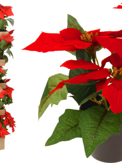 Kwiat Gwiazda Betlejemska 19cm